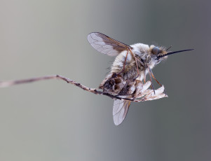 Картинка животные насекомые макро фон насекомое травинка