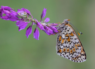 Картинка животные бабочки +мотыльки +моли веточка цветы бабочка