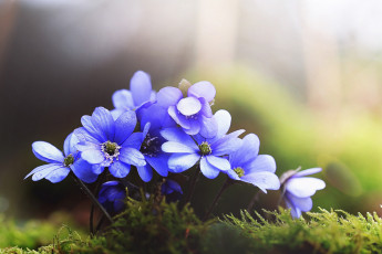 Картинка цветы анемоны +сон-трава синий макро печеночница анемон лепестки