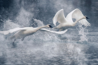 Картинка животные лебеди птицы пара взлёт крылья вода брызги