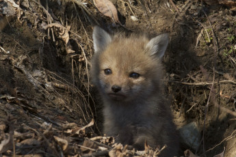 Картинка животные лисы лиса лисёнок детёныш нора