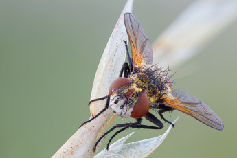 Картинка животные насекомые макро насекомое утро фон травинка жук