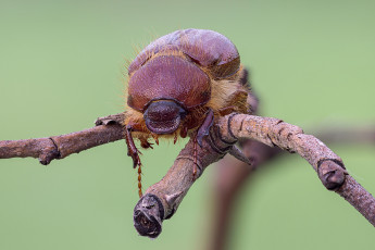 Картинка животные насекомые макро травинка жук насекомое фон