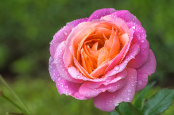 Картинка цветы розы бутон роза макро капли лепестки