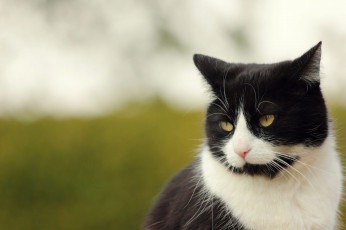 Картинка животные коты киса коте кот кошка взгляд ушки фон