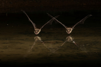 Картинка животные летучие+мыши пара полёт вода летучие мыши ночь