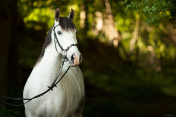 Картинка животные лошади конь морда грива контраст тень