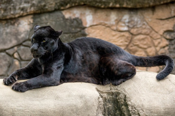 Картинка животные пантеры ягуар чёрный кошка хищник зоопарк лежит отдых мощь грация лапы хвост поза
