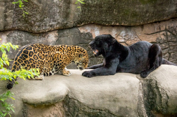 обоя животные, Ягуары, ягуар, чёрный, пантера, кошки, хищники, пара, оскал, зоопарк