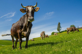 Картинка животные коровы +буйволы буренка