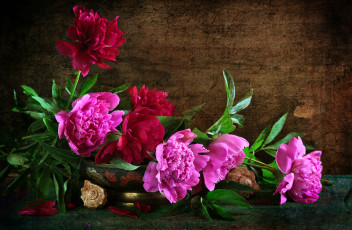 Картинка цветы пионы розовые текстура композиция ракушки