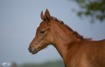 Картинка автор +oliverseitz животные лошади жеребёнок малыш детёныш рыжий профиль морда