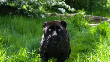 Картинка животные пантеры ягуар чёрный кошка хищник морда бросок движение мощь грация красавец зоопарк зелень свет лето