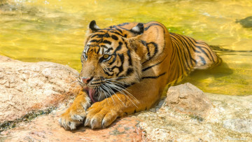 Картинка животные тигры кошка хищник морда лапы язык полоски умывается купание водоём зоопарк свет