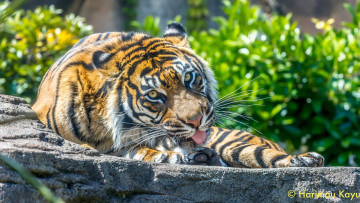 Картинка животные тигры кошка хищник морда лапы язык умывается грация мощь красавец свет зоопарк