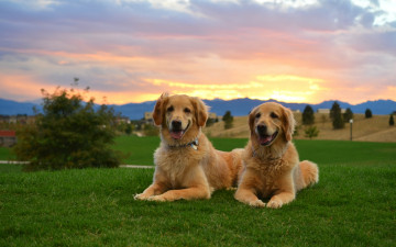 Картинка животные собаки ретривер dog двое закат