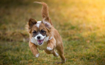 Картинка животные собаки собака друг взгляд бег