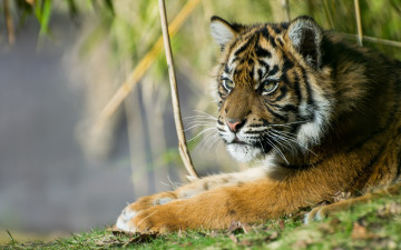Картинка животные тигры суматранский тигр красавец