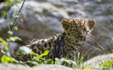 Картинка животные Ягуары леопард амурский кошка детёныш котёнок трава
