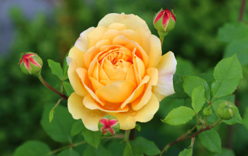 Картинка цветы розы лепестки бутоны желтый роза