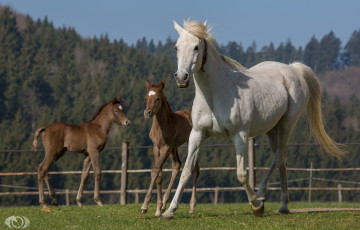 Картинка автор +oliverseitz животные лошади кони кобыла жеребята трио семья грива бег загон лето