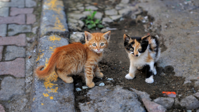 Обои картинки фото животные, коты, котята, уличные, малыши, парочка, взгляд