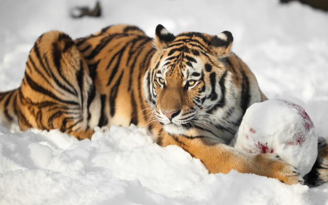 Обои картинки фото животные, тигры, тигр, амурский, кошка, снег, взгляд, мяч