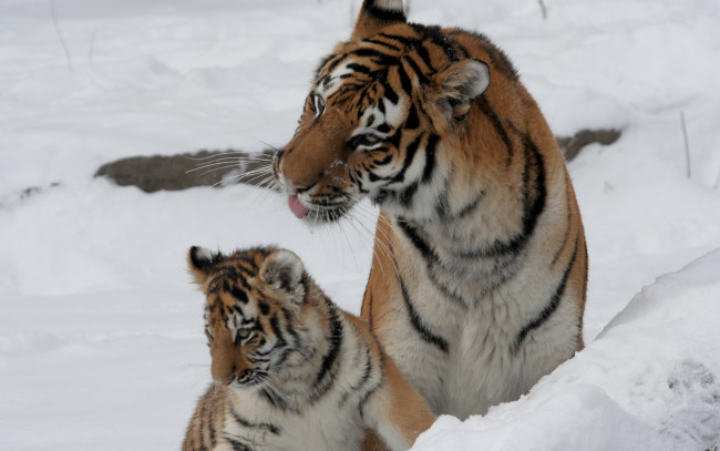 Обои картинки фото животные, тигры, тигр, амурский, кошка, снег, тигрица, тигрёнок, котёнок, детёныш, семья, пара