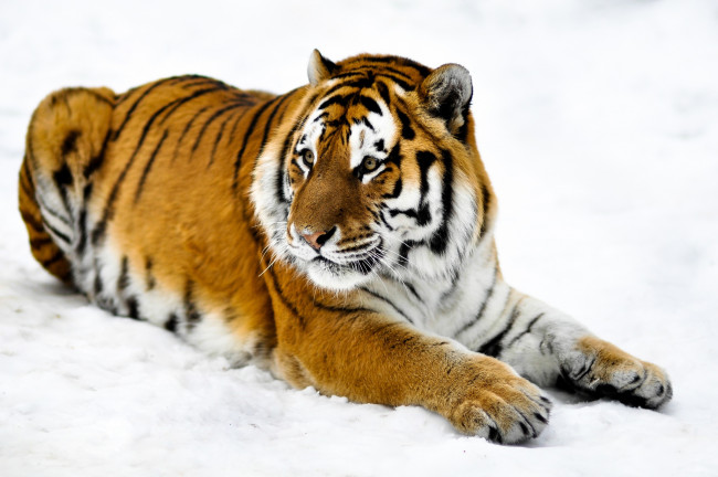 Обои картинки фото животные, тигры, тигр, лапы, морда, шкура, снег