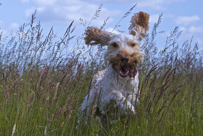 Обои картинки фото животные, собаки, собака, пёс, радость, настроение, прогулка, уши, язык, луг, трава