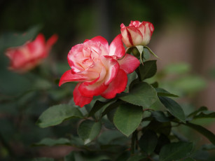 Картинка цветы розы бутон красавица роза