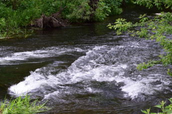 Картинка природа вода река куст