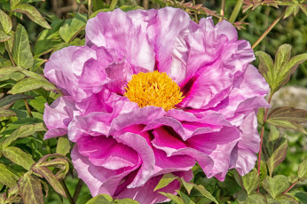 Картинка цветы пионы макро розовый пион