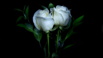 Картинка цветы розы белый капли бутоны дуэт