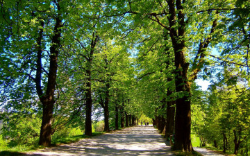 Картинка природа дороги лето дорога деревья