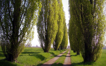 Картинка природа дороги проселочная дорога деревья