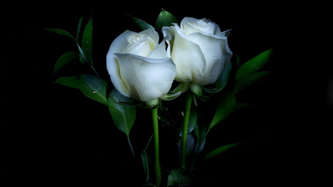 Обои картинки фото цветы, розы, белый, капли, бутоны, дуэт