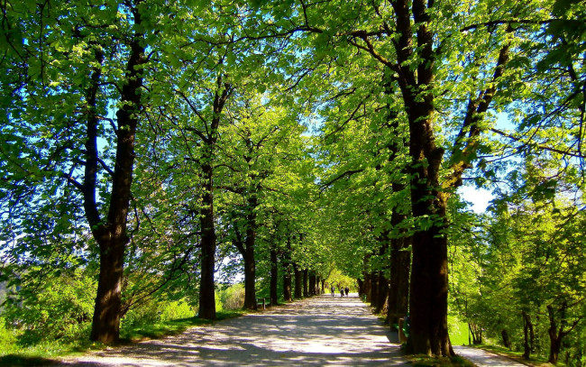 Обои картинки фото природа, дороги, лето, дорога, деревья
