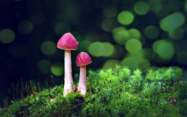 Обои картинки фото природа, грибы, дуэт