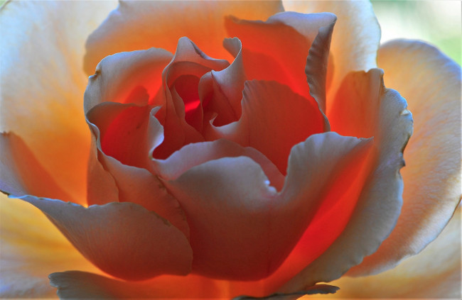 Обои картинки фото цветы, розы, лепестки, макро, роза, цветок