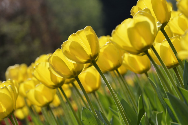 Обои картинки фото цветы, тюльпаны, макро, желтый