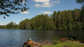 Картинка озеро+щучье природа реки озера озеро лес чайка берег сосны лето карельский перешеек
