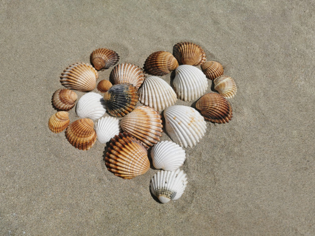 Обои картинки фото разное, ракушки,  кораллы,  декоративные и spa-камни, песок, разноцветные