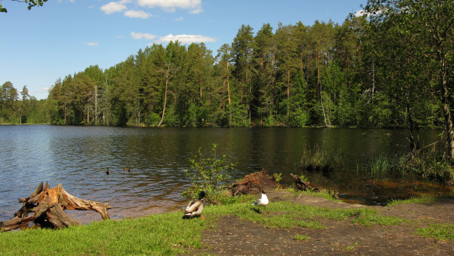 Обои картинки фото озеро щучье, природа, реки, озера, озеро, лес, птицы, утки, чайка, лето, карелия, сосны