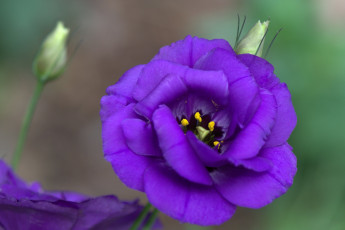 Картинка цветы эустома лиловая макро