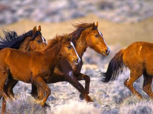 обоя животные, лошади