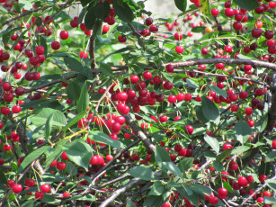 Картинка природа Ягоды красные ягоды много вишня