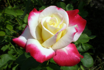 Картинка цветы розы разноцветный