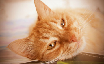 Картинка животные коты рыжий морда