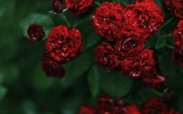 Картинка цветы розы капли